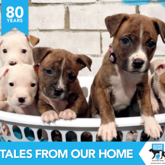 'Tales from Our Home' 80th Anniversary Celebration Book