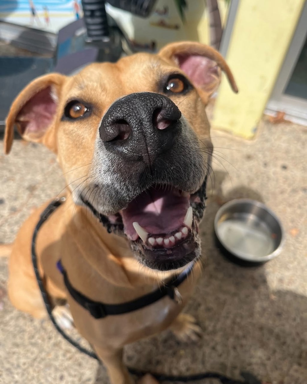 Roxie