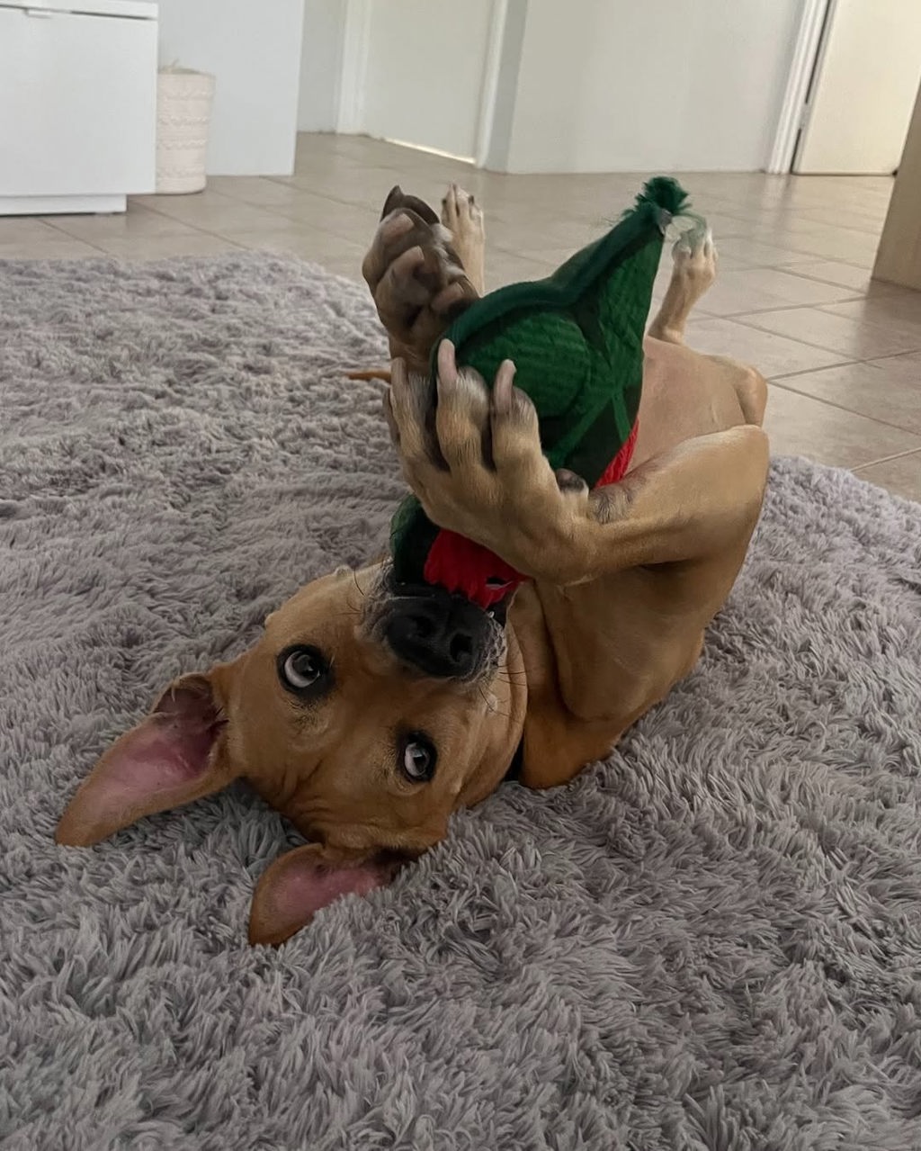 Roxie