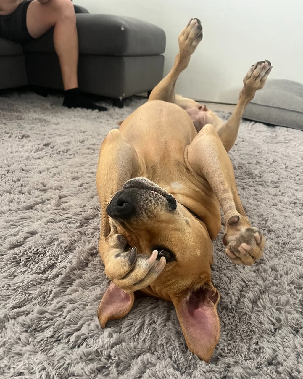 Roxie