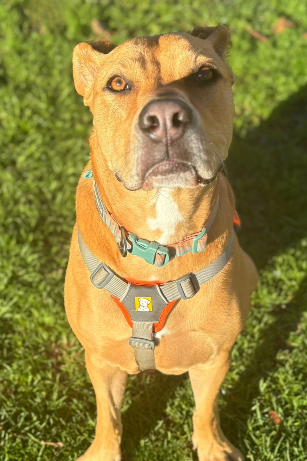 Roxie