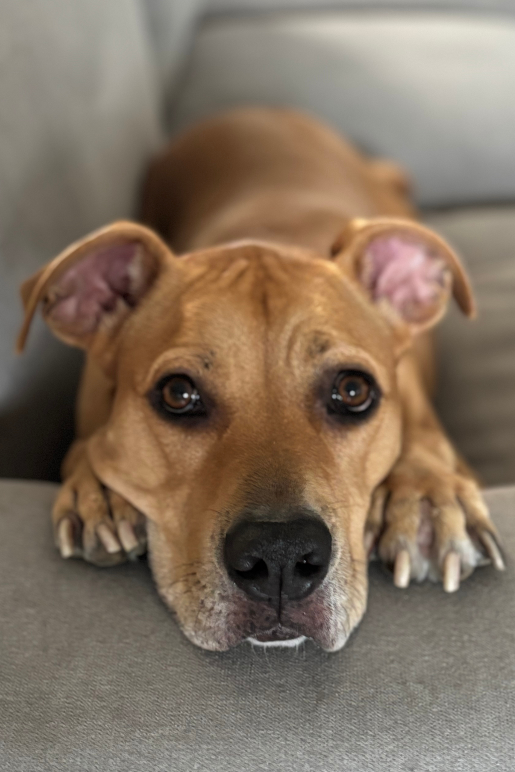 Roxie