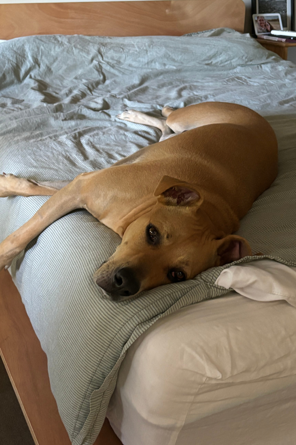 Roxie