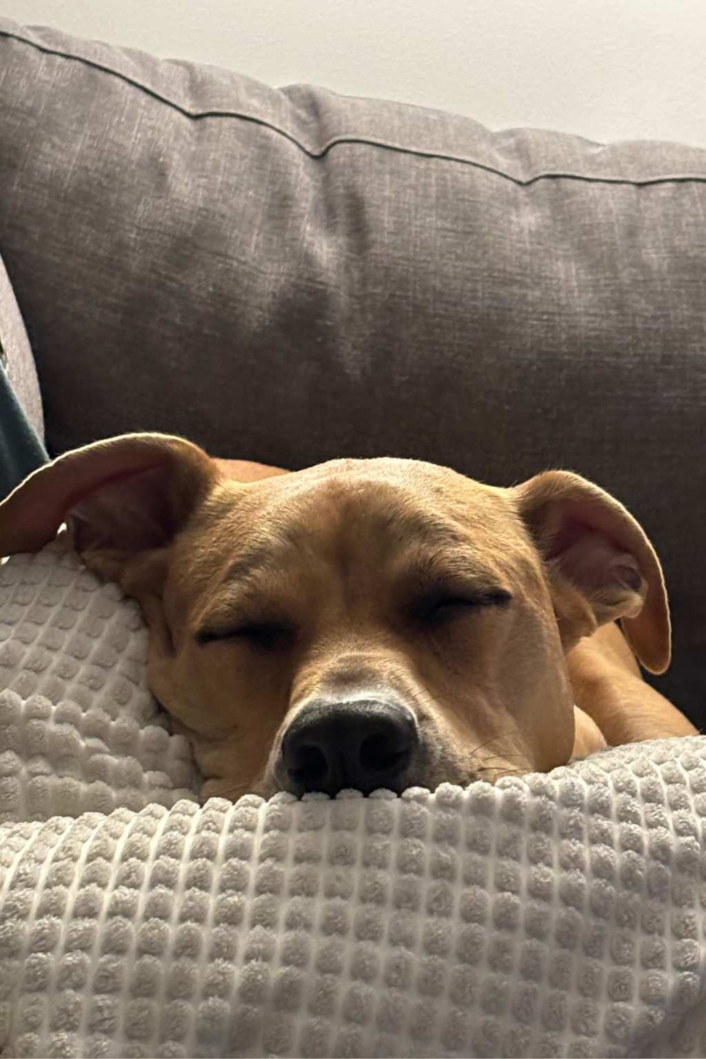 Roxie