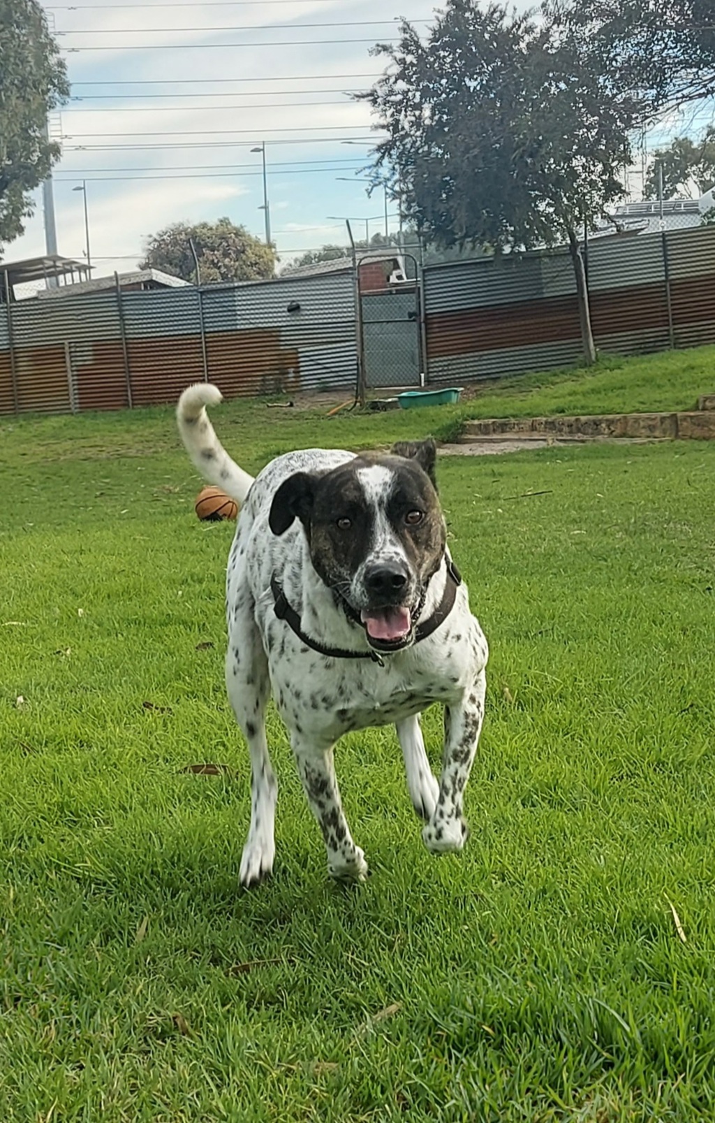 Ralphie