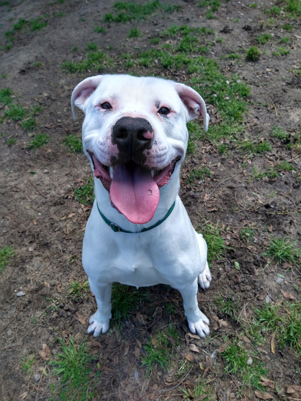 Dougie