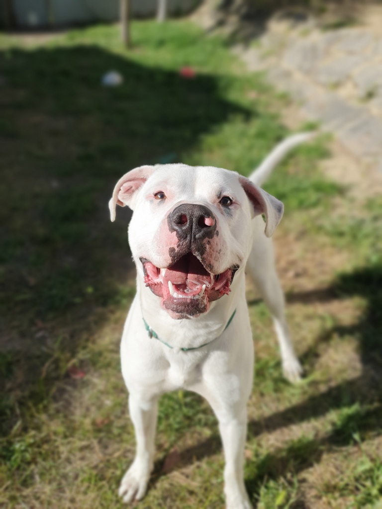 Dougie