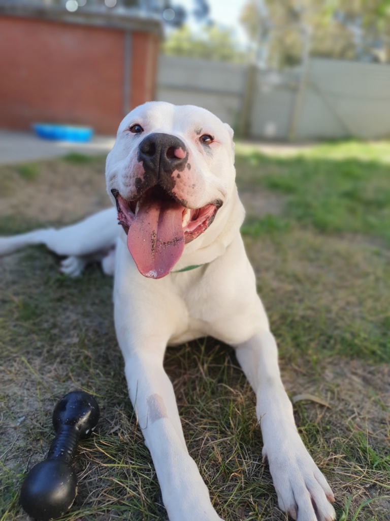 Dougie