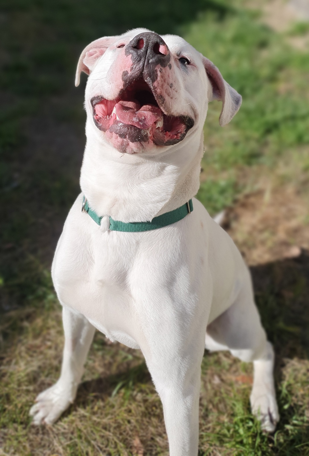 Dougie
