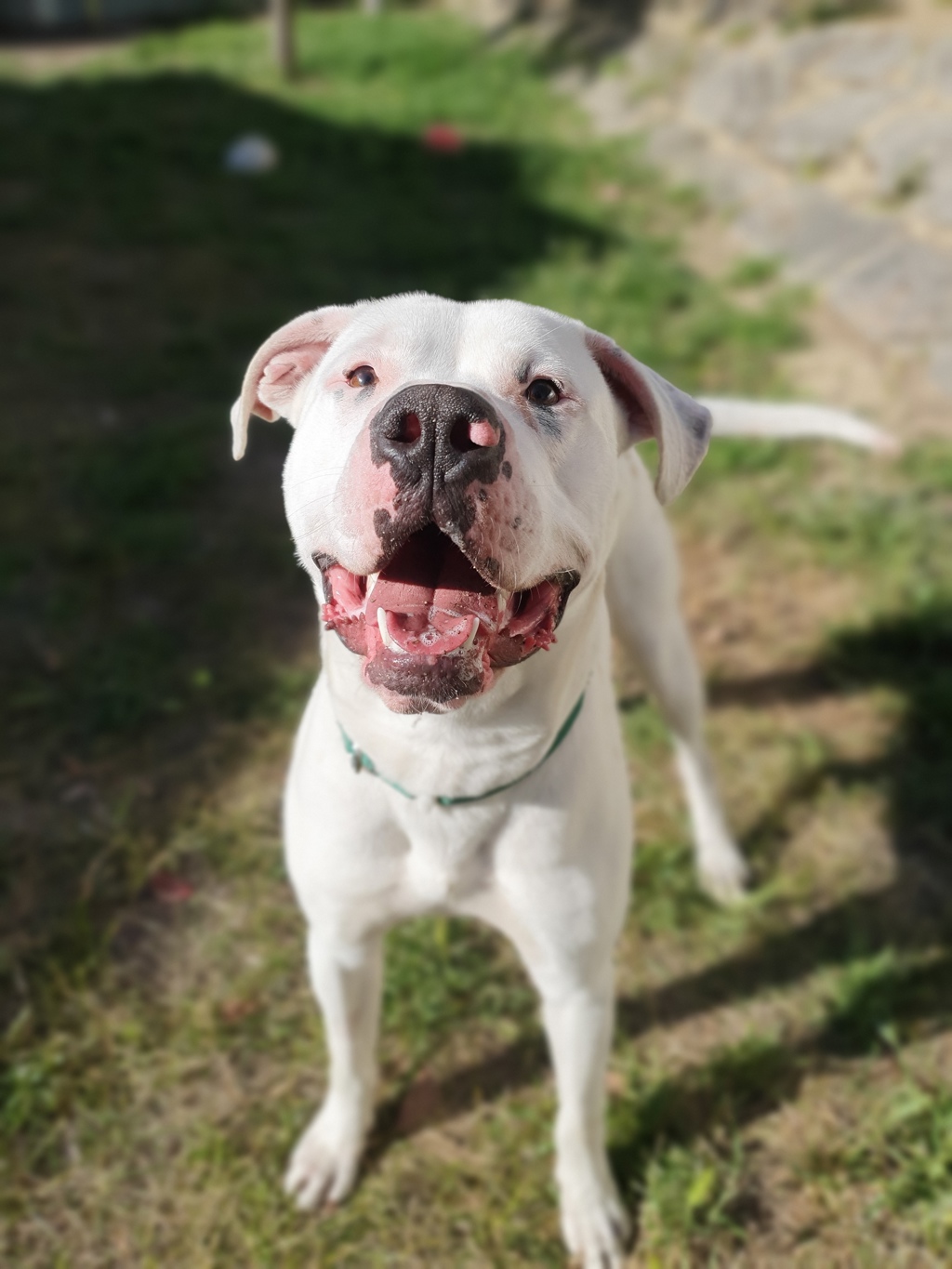 Dougie