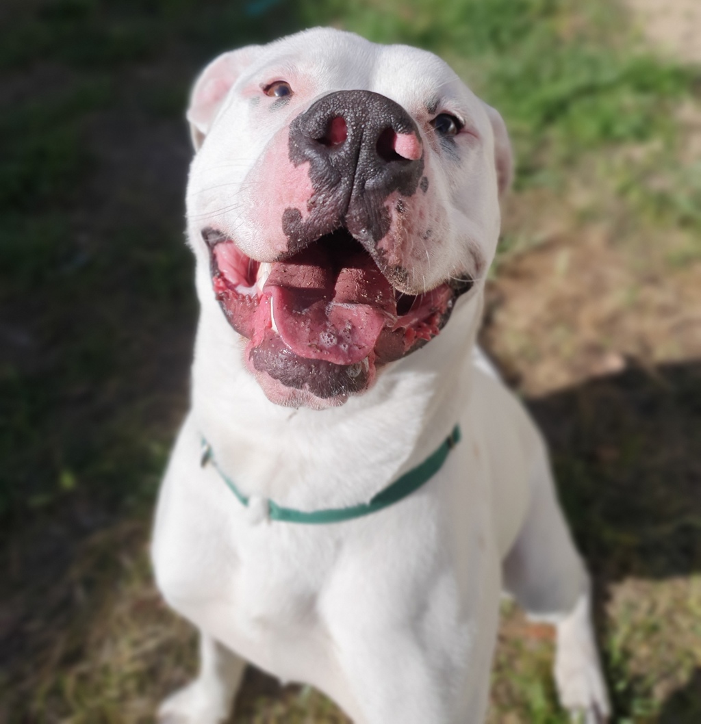 Dougie