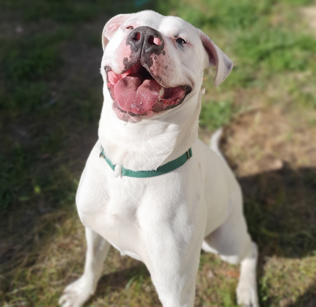 Dougie