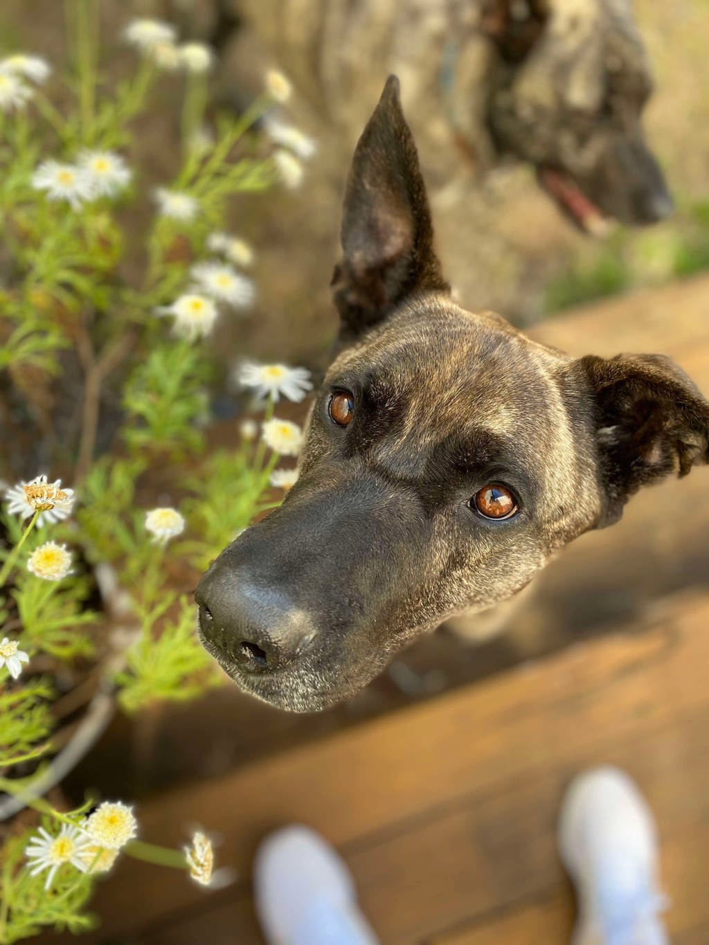 Hugo
