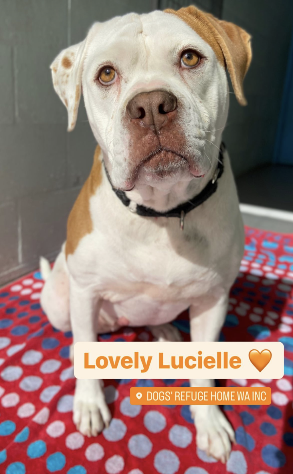 Lucielle