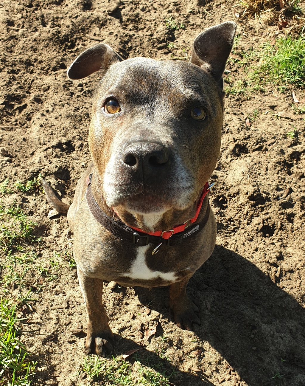 Tyson