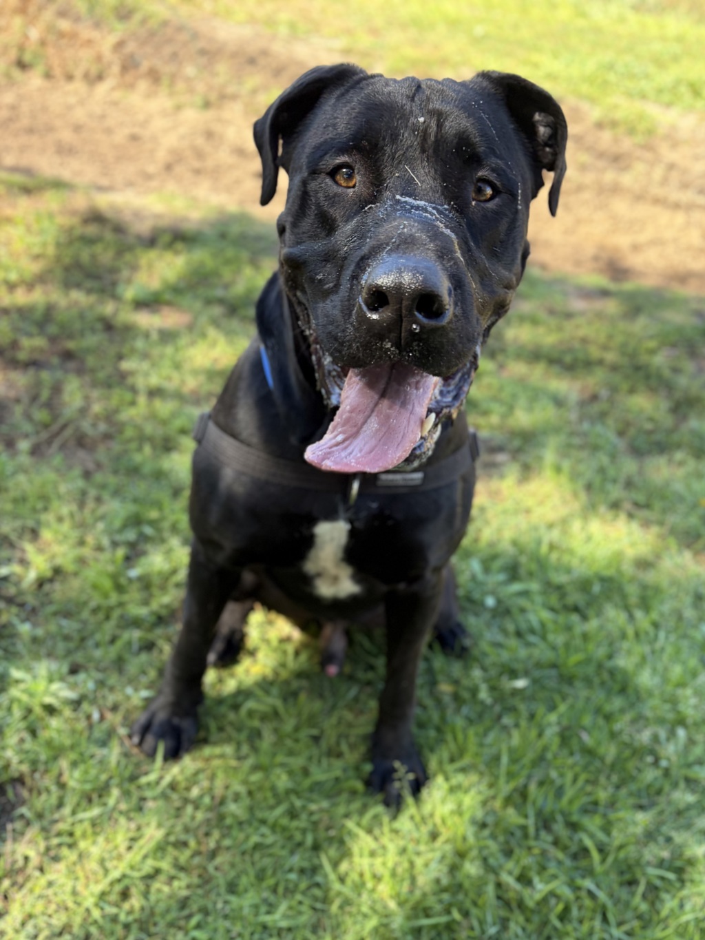 Pumba