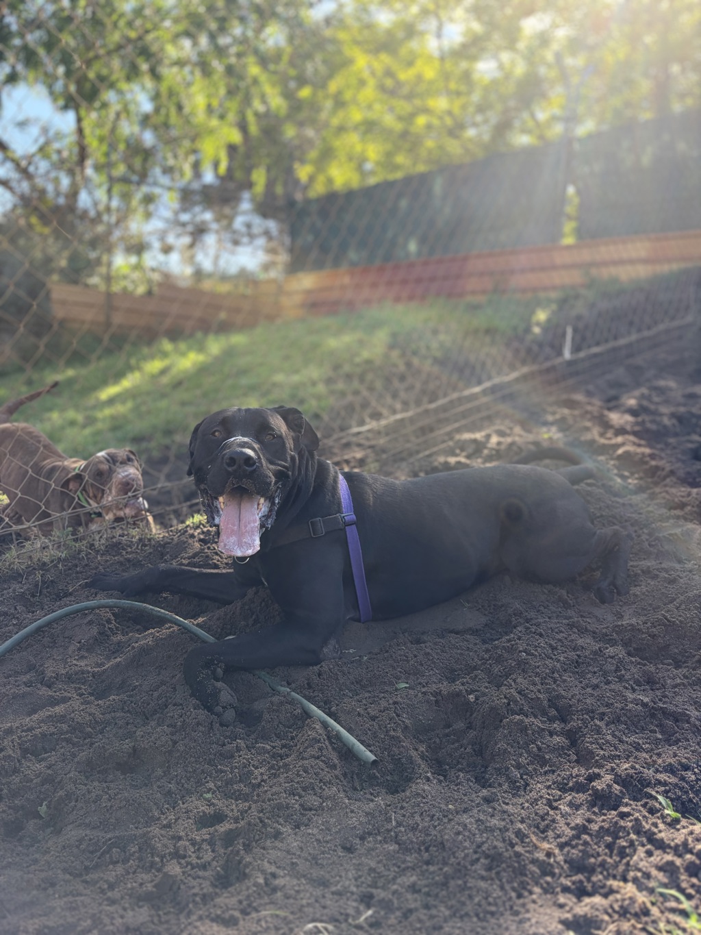 Pumba