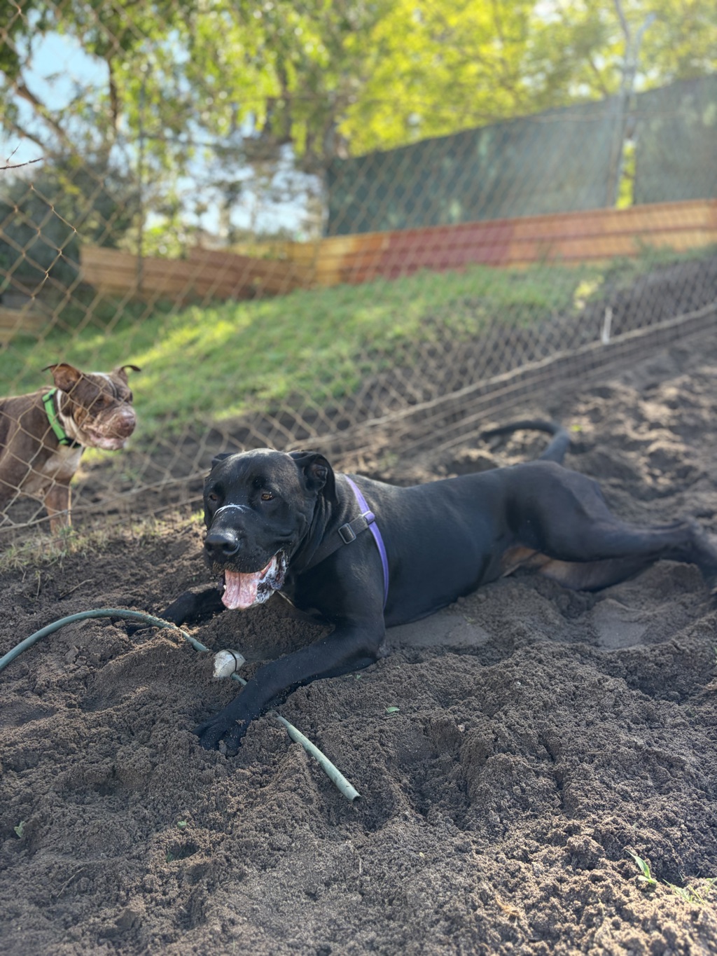 Pumba
