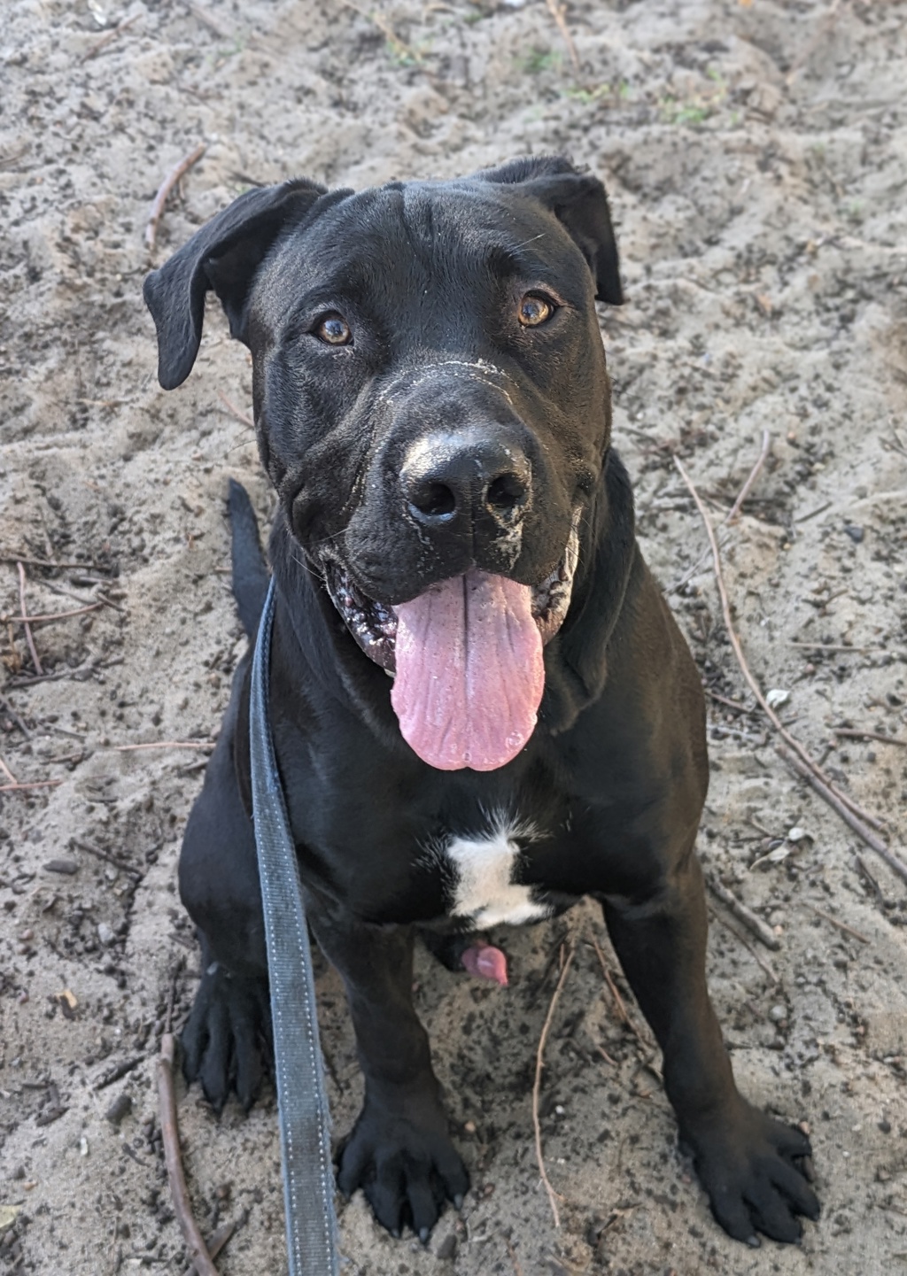Pumba