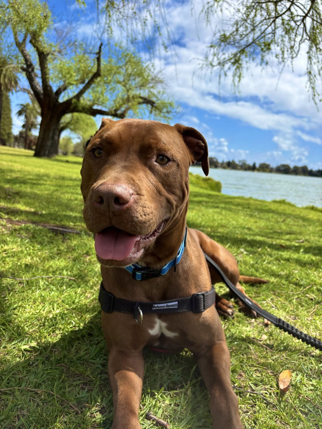 Dexter