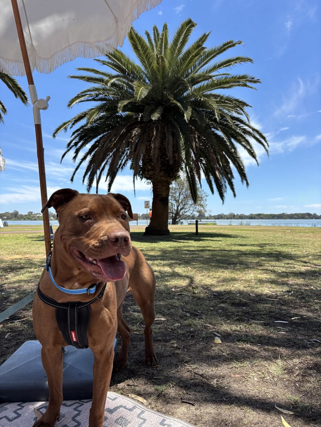 Dexter