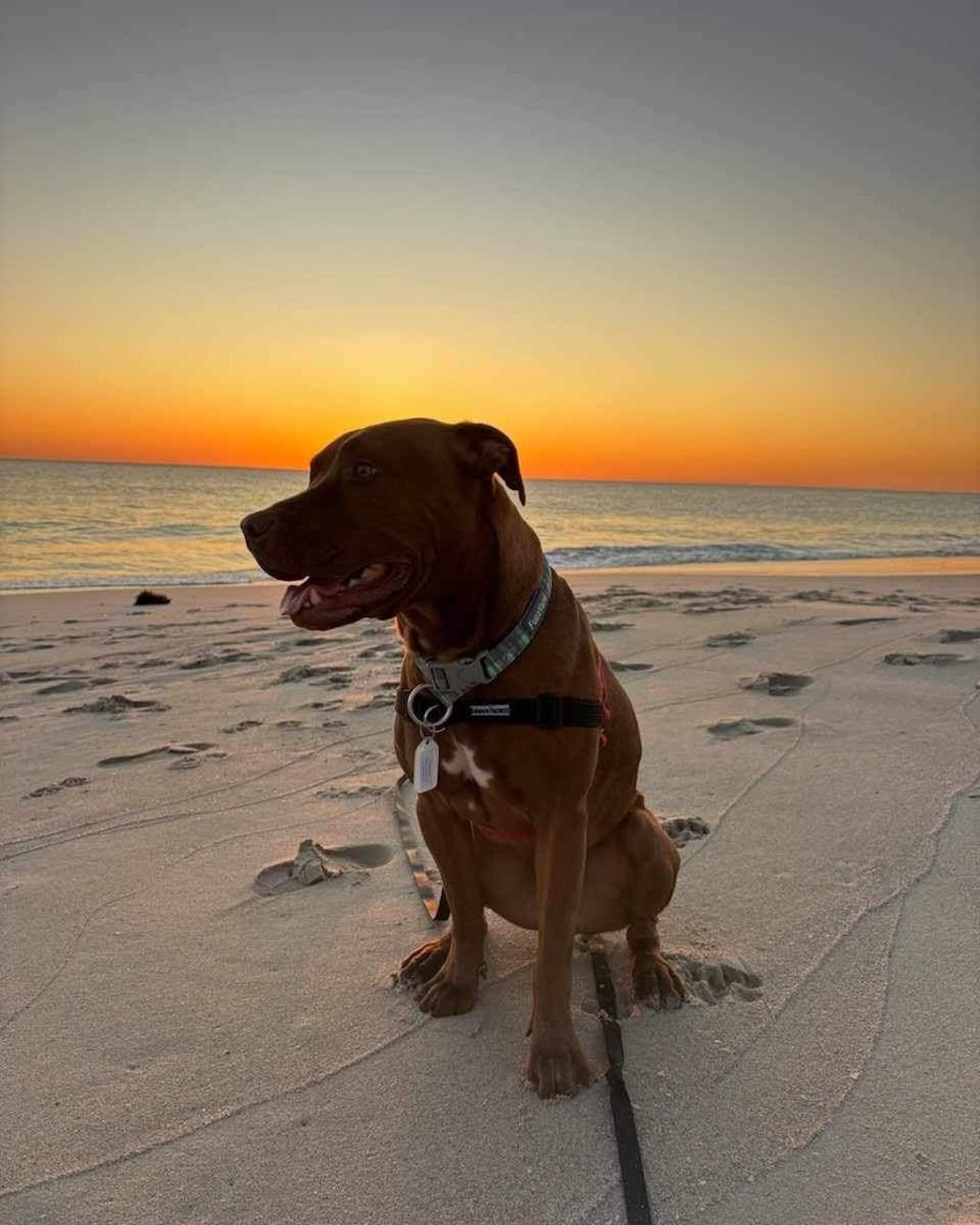 Dexter