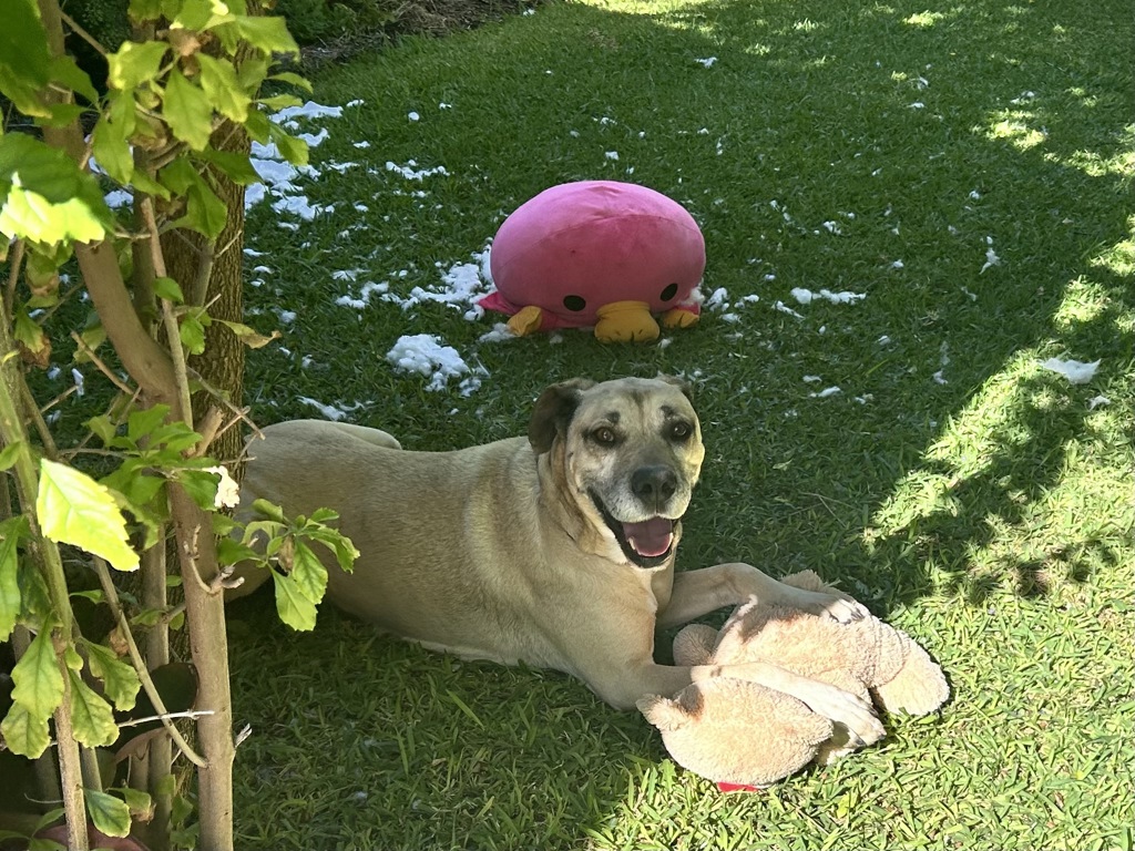 Sollie