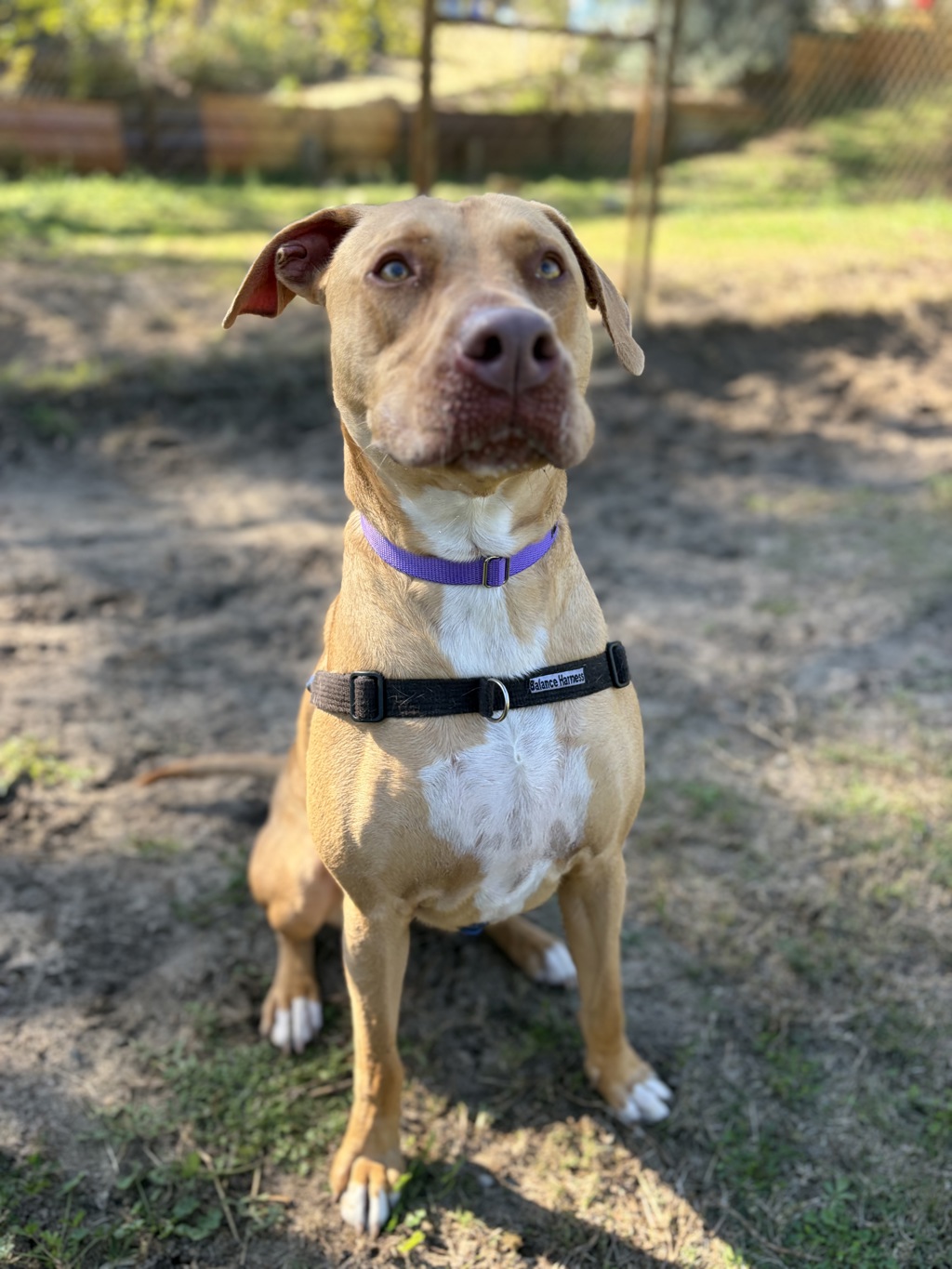 Harper