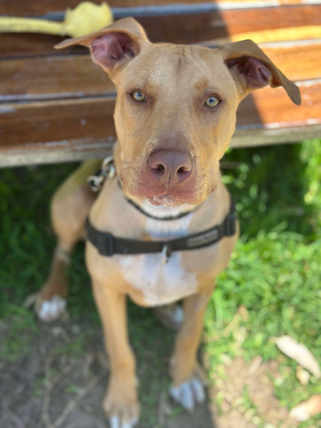 Harper