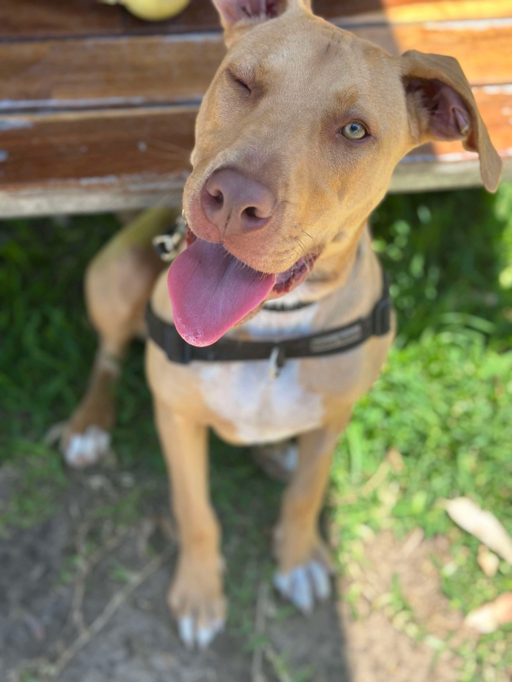 Harper