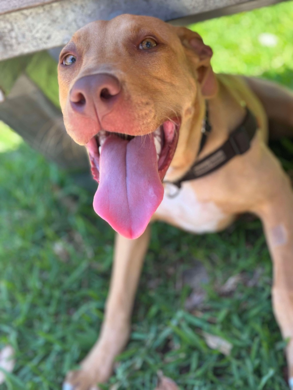 Harper