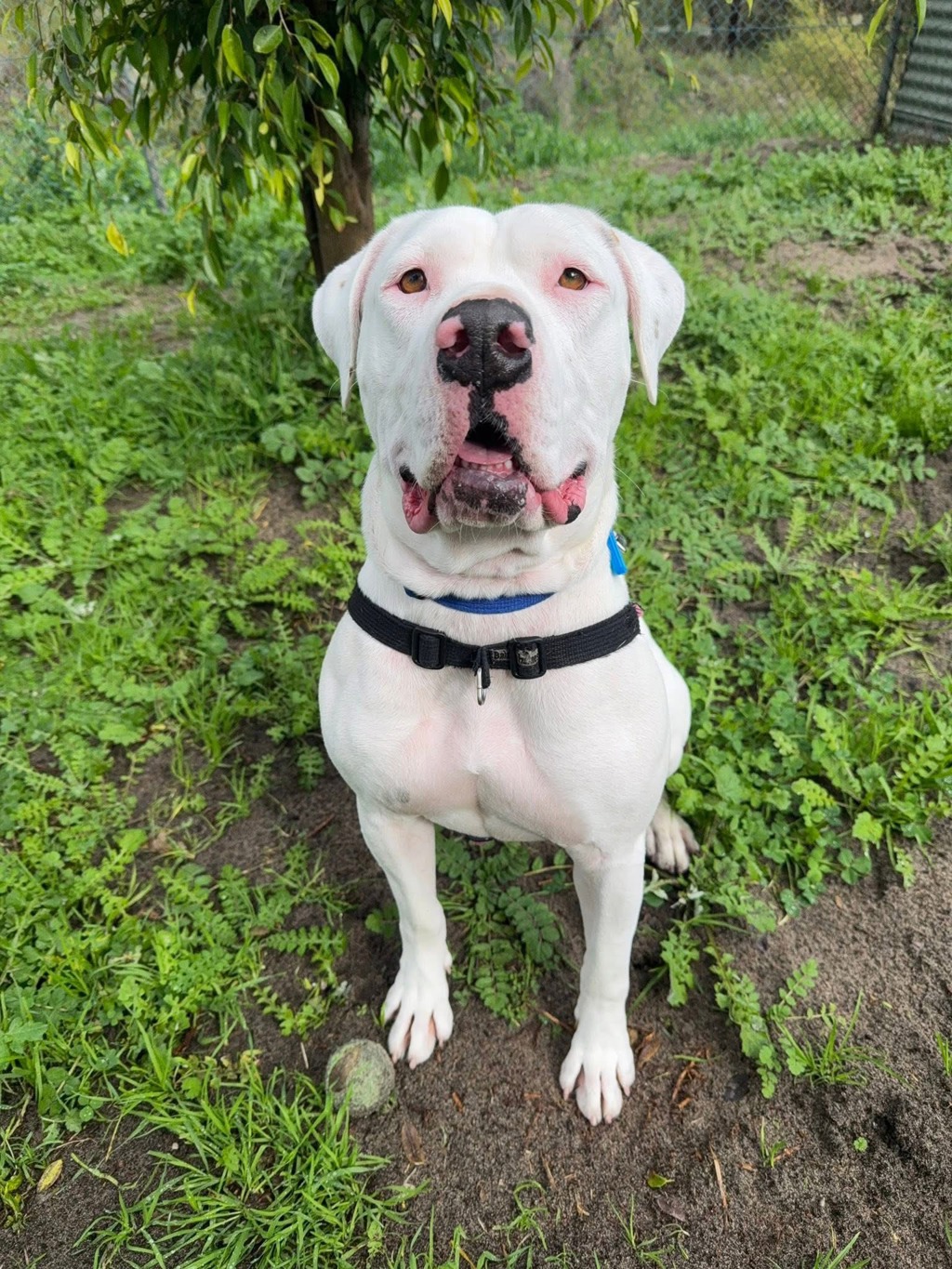 King