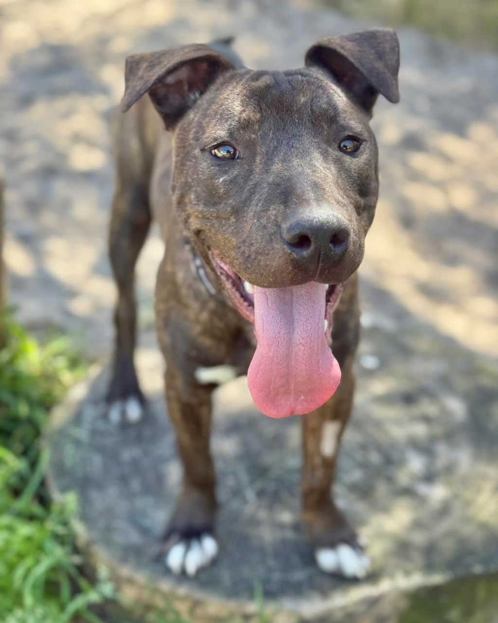 Bagheera
