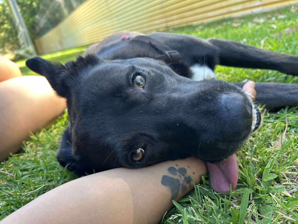 Jakey