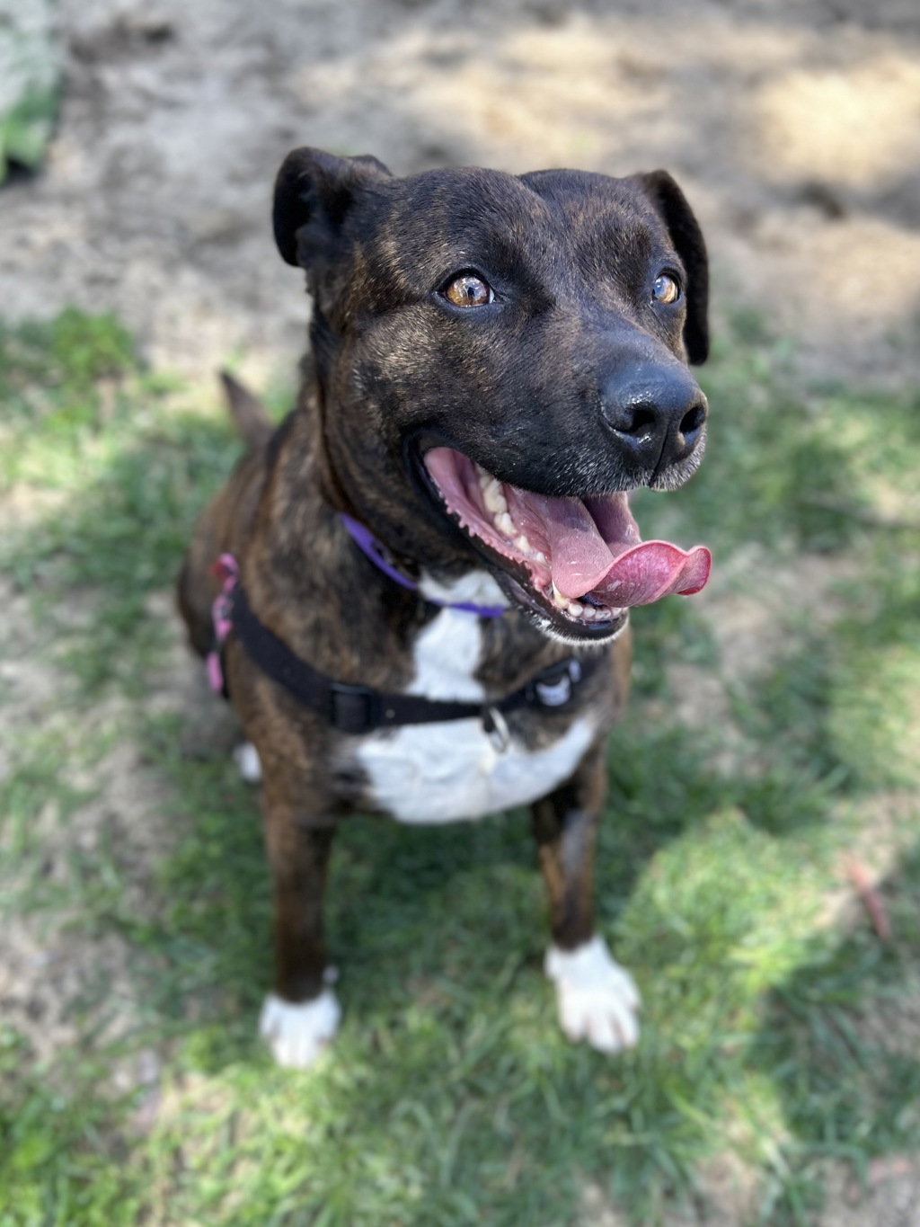 Trixie