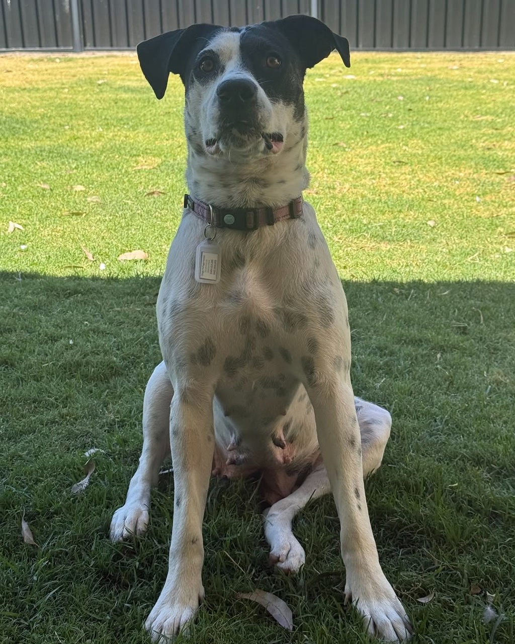 Lilliana