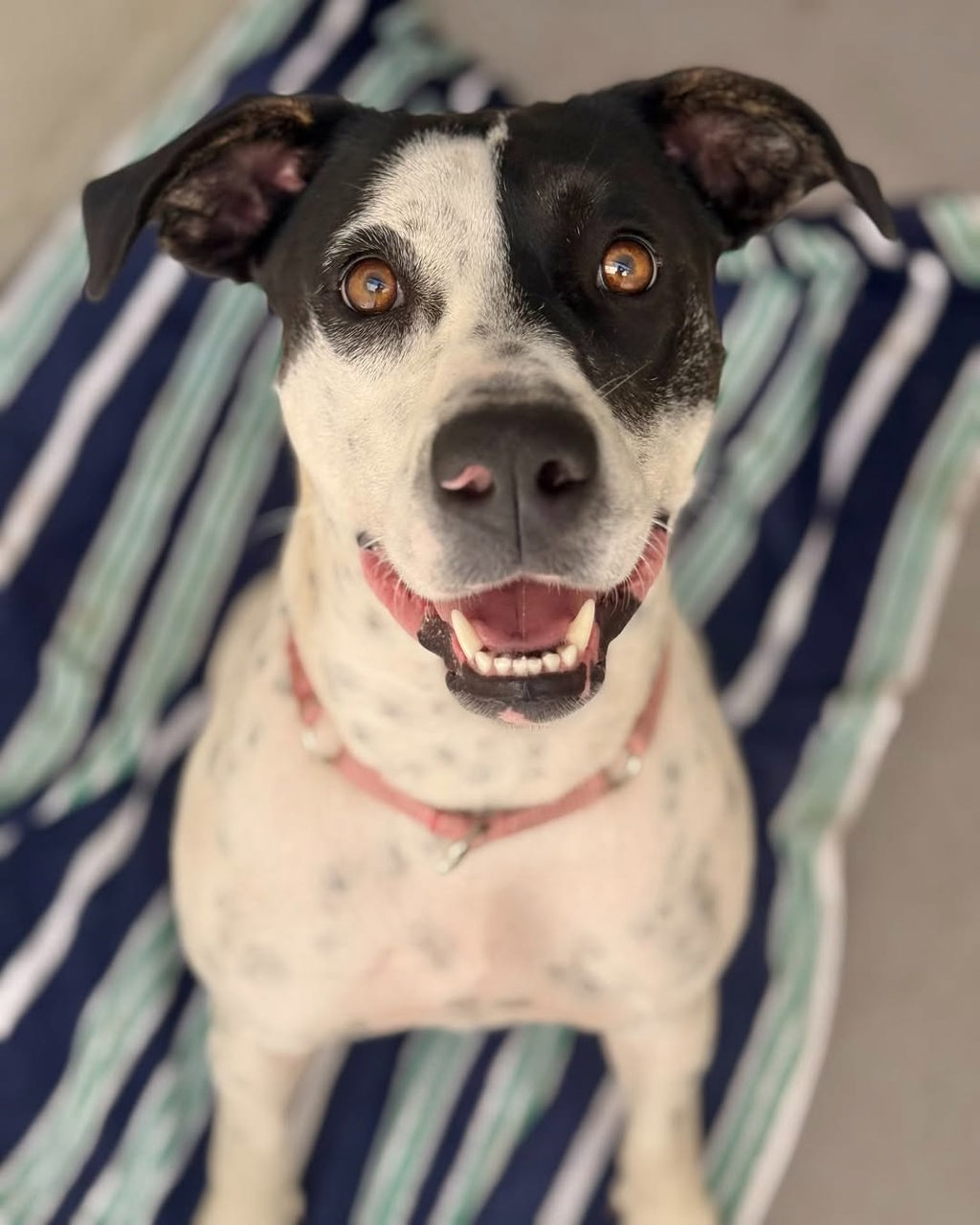 Lilliana