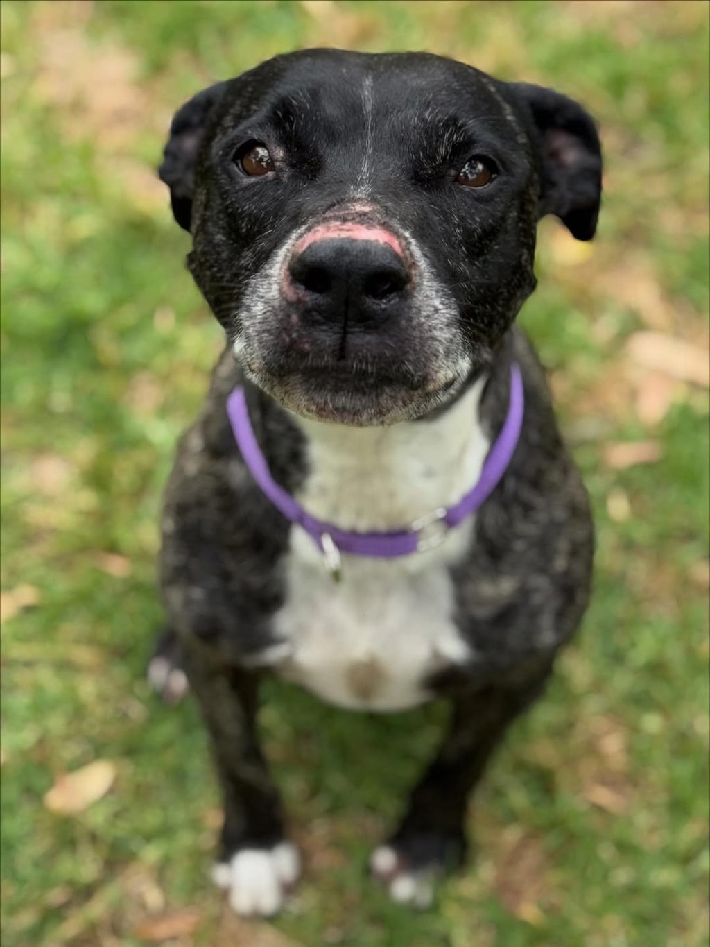 Macie
