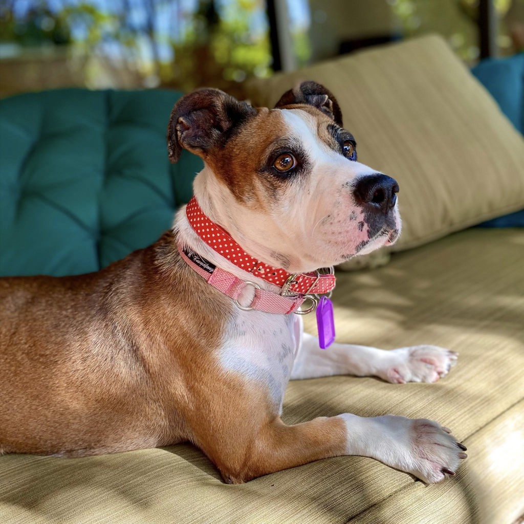 Pup (now Pippa)