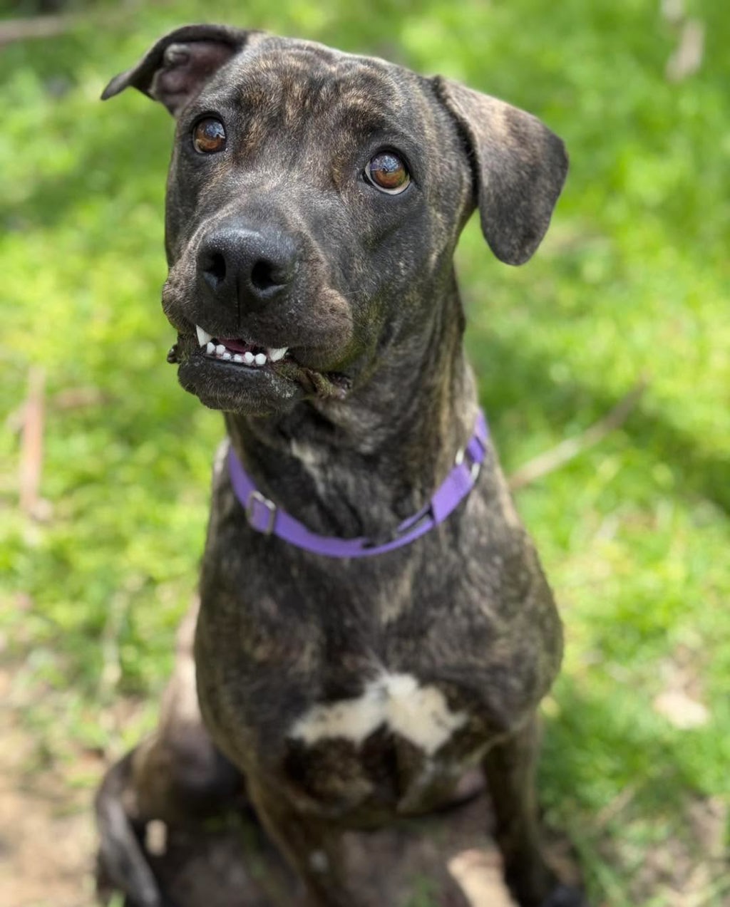 Darla