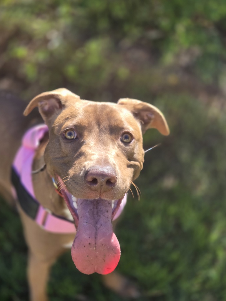 Nala P