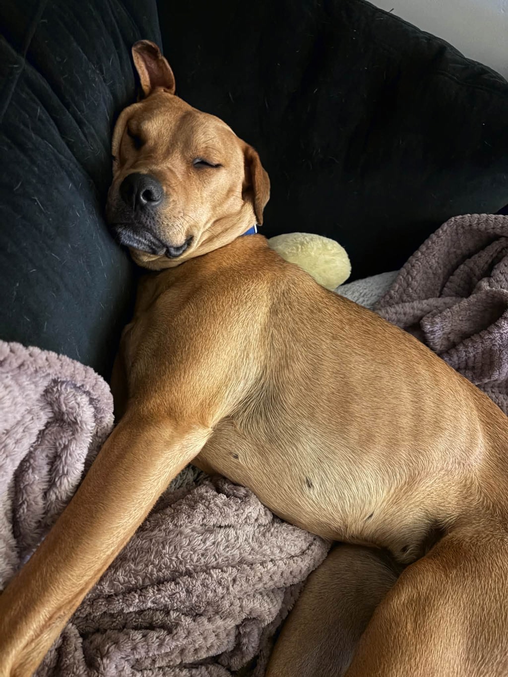 Rosie