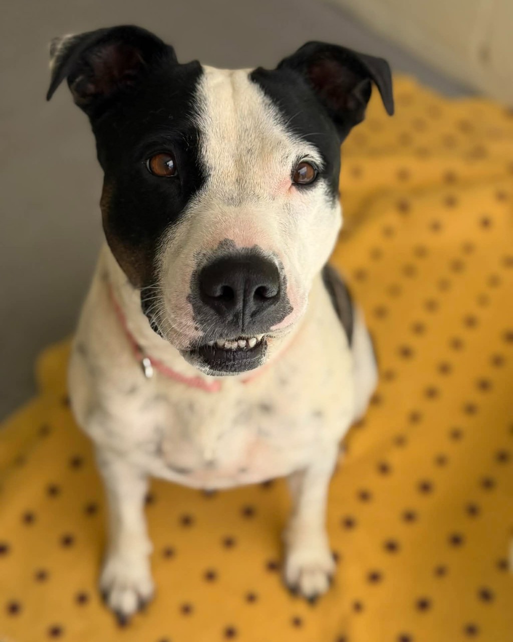 Bonnie T
