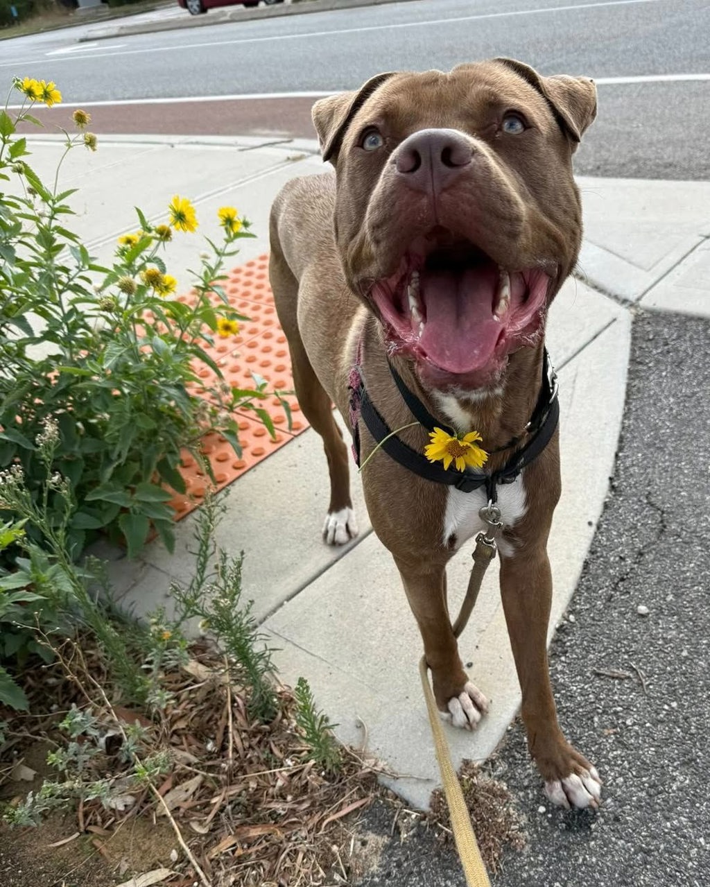 Scout