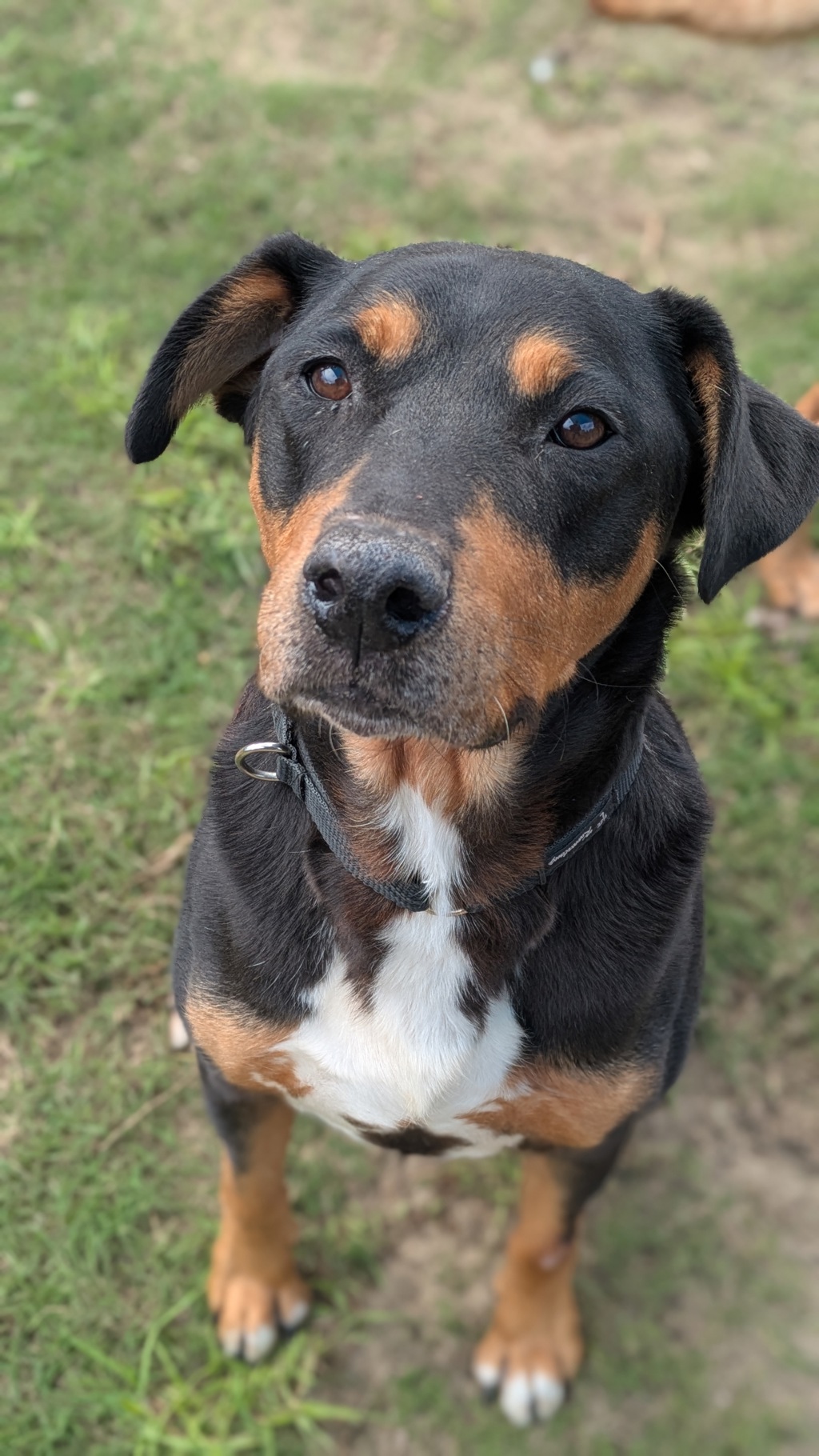 Leo