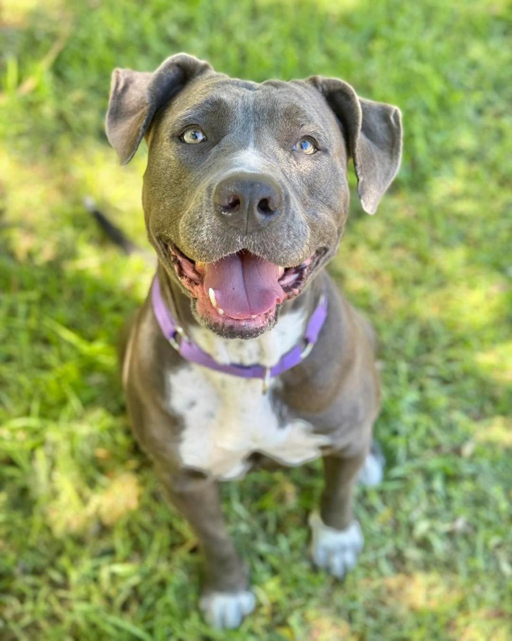 Indi