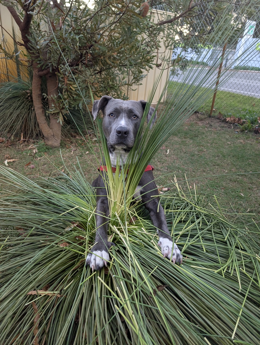 Indi