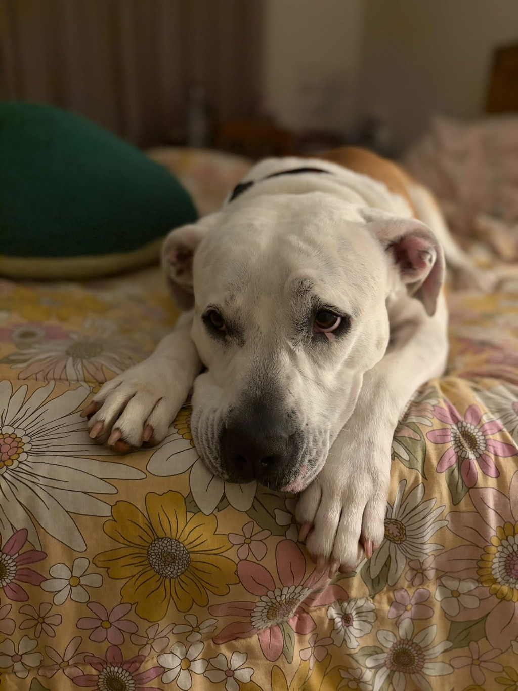 Zola