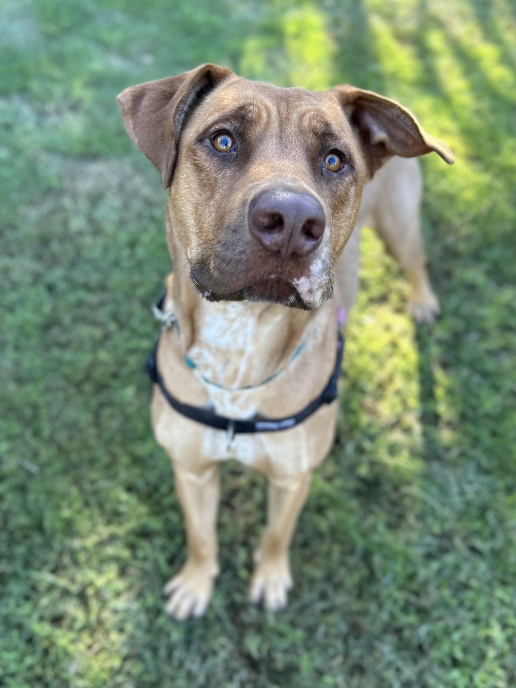 Whiskey (was Hugo)