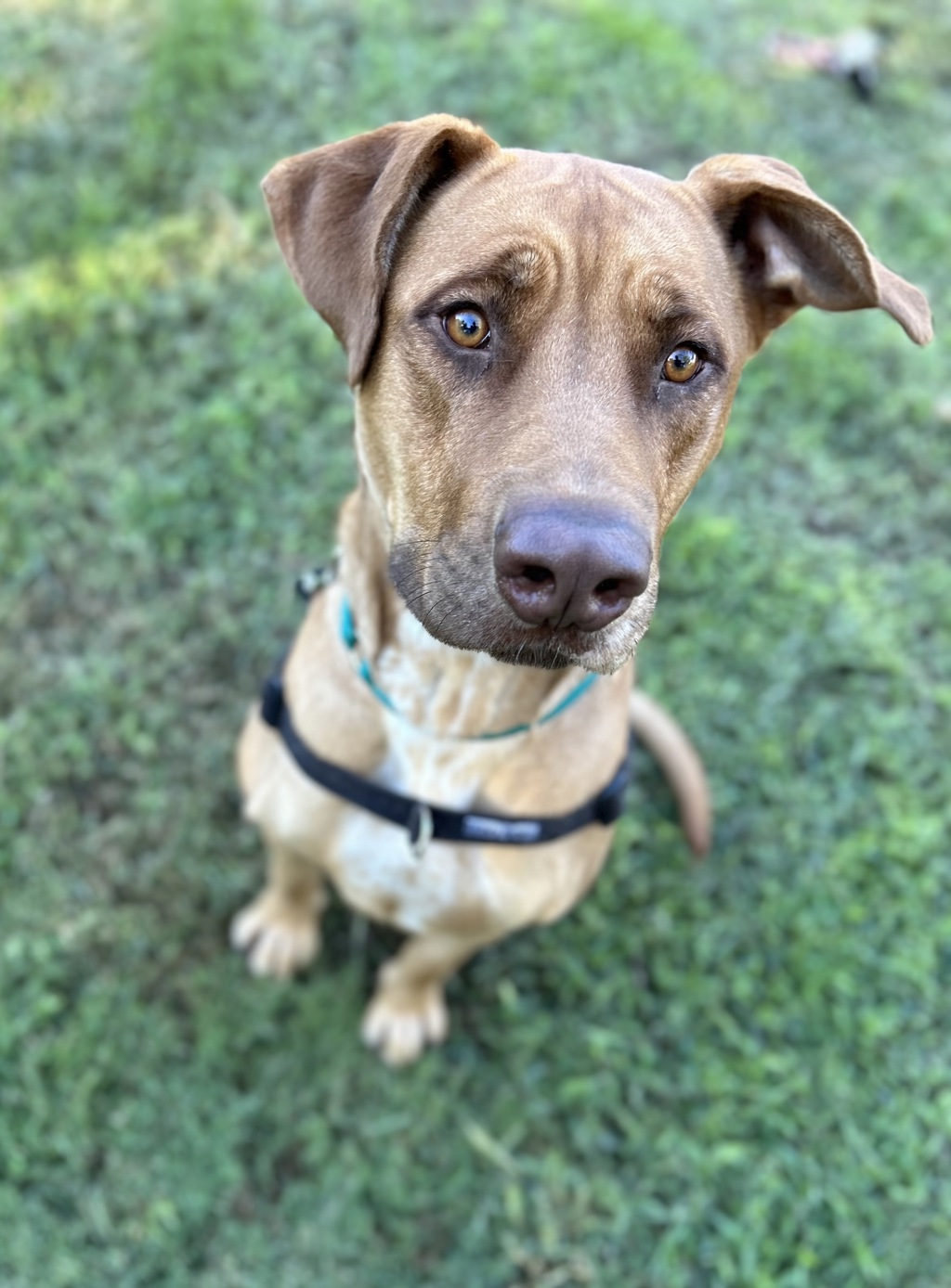 Whiskey (was Hugo)